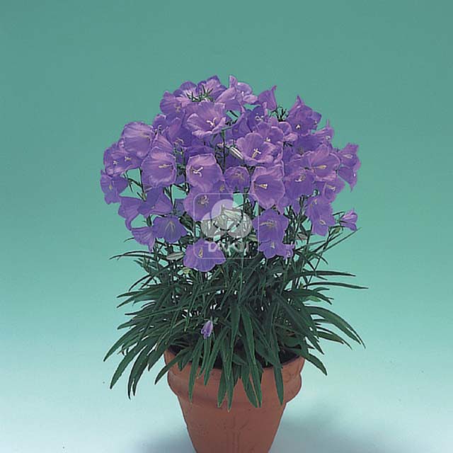 Campanula Takion F1 Blue