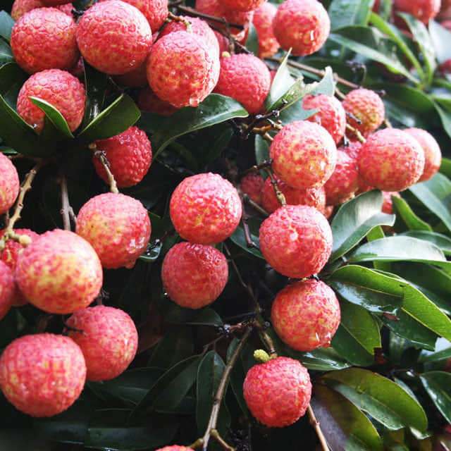 Litchi chinensis