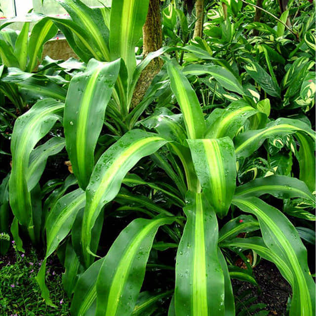 Dracaena fragrans Massangeana