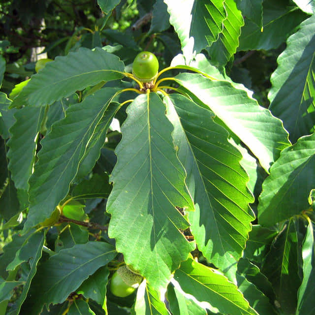 Quercus prinus