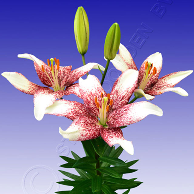 Lily Crossover Macchie bianche cotonose