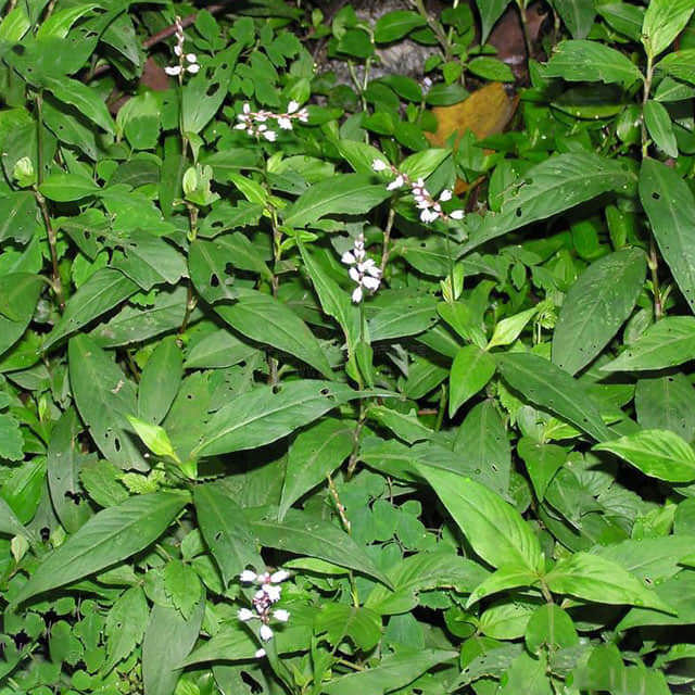 Polygonum