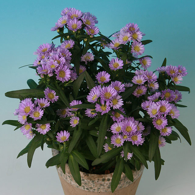 Chrysanthemum Summer Surprise Coconut Fine Webbing