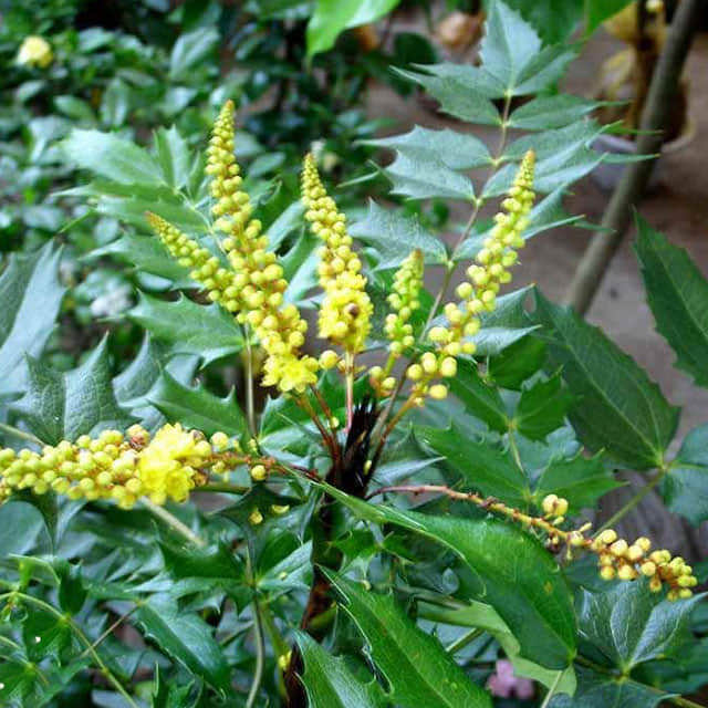 Mahonia bealei