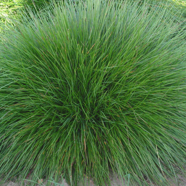Festuca ovina