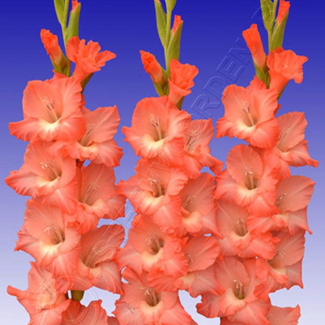 Gladiolus San Remo