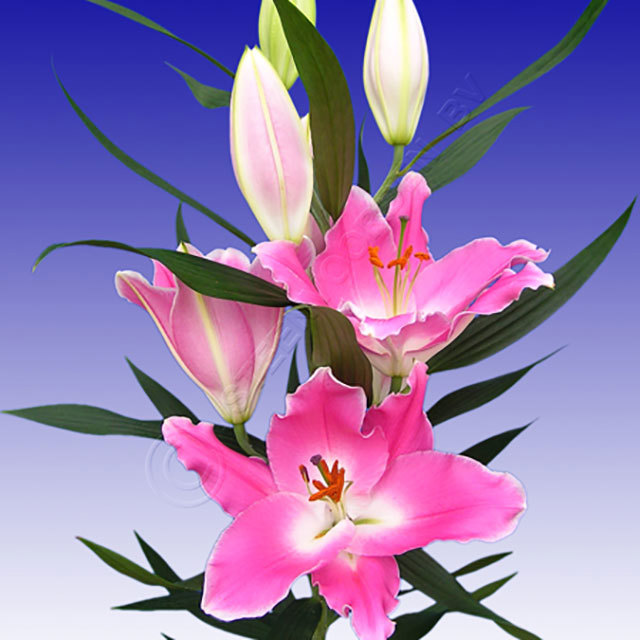 Lilium Oriental Queenfish Fine Webbing