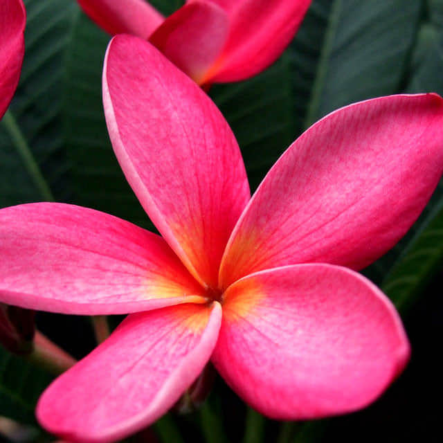 Plumeria rubra