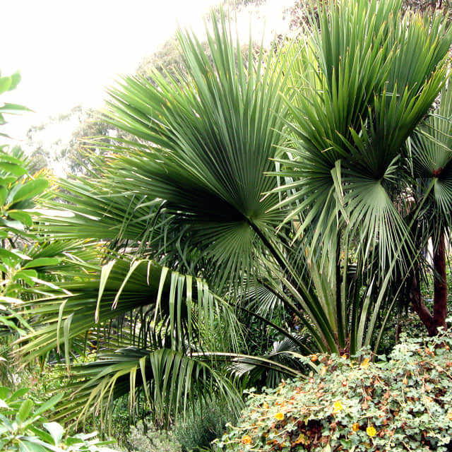 Brahea edulis