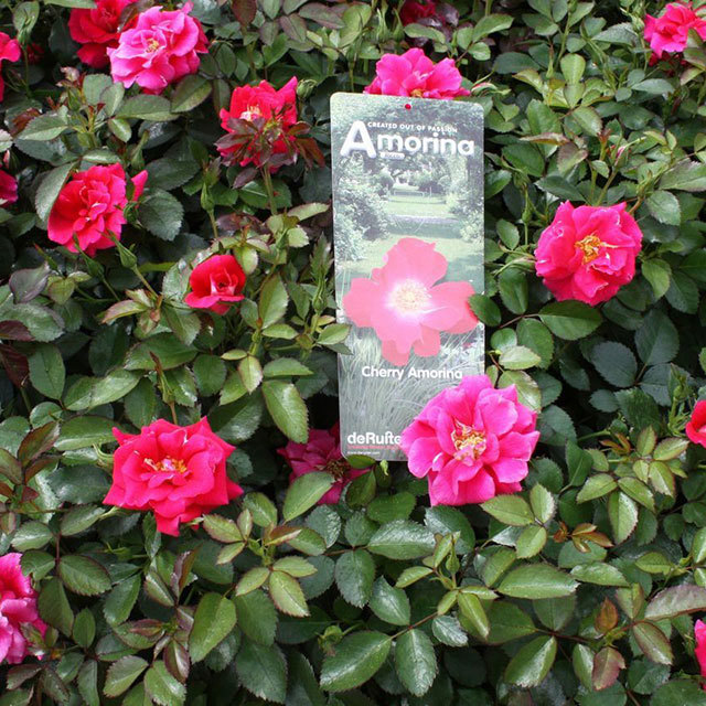 Rosa Mini Cherry Ricco Amorina Brown Leaf Tips
