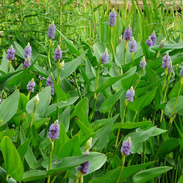 Pontederia cordata