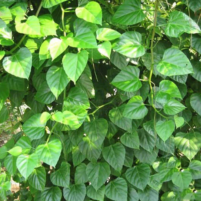 Cissus antarctica