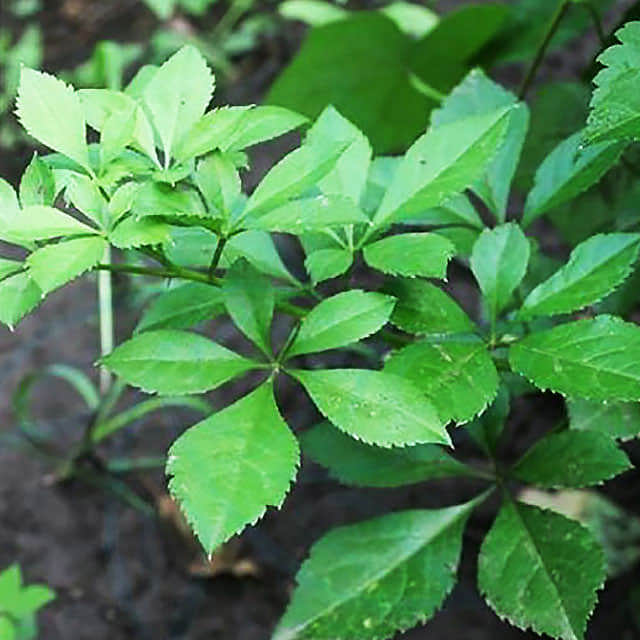 Eleutherococcus sieboldianus Variegatus