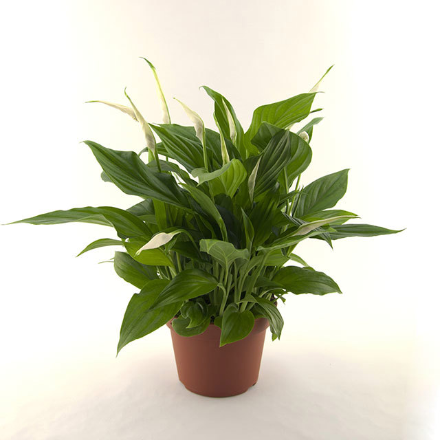 Spathiphyllum Pearl Cupido White Cottony Spots