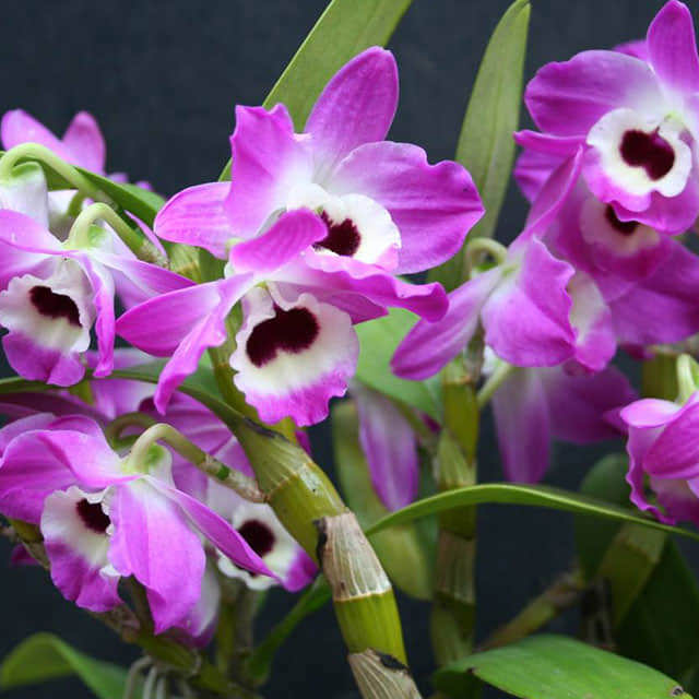 Dendrobium loddigesii Sticky Leaves