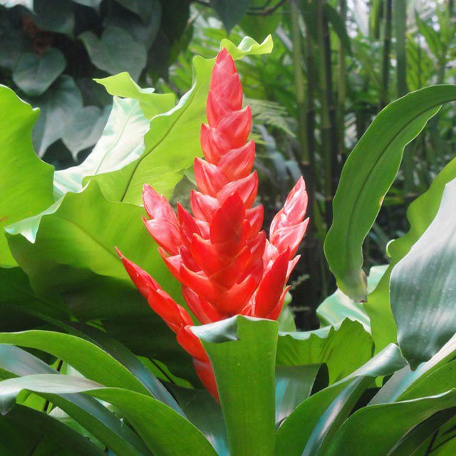 Vriesea poelmannii