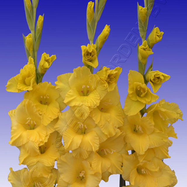 Gladiolus Goldfield