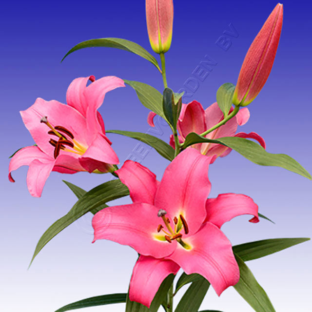 Lilium Donato Ragnatele sottili