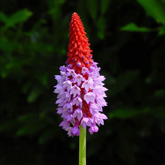 Primula vialii