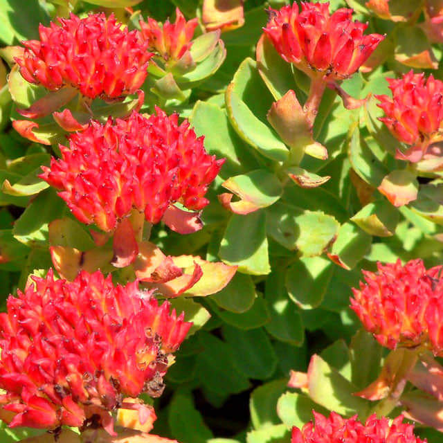 Rhodiola rosea