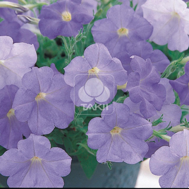 Petunia Opera Supreme F1 Light Blue Yellow Leaves