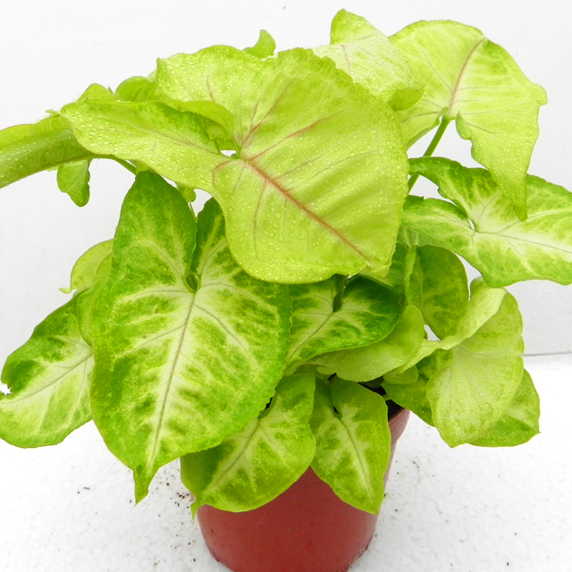 Syngonium podophyllum golden Drooping Leaves