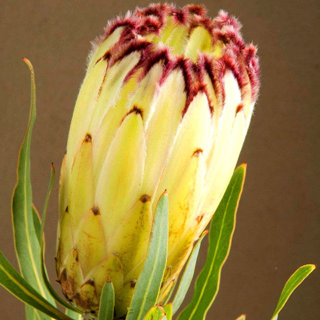 Protea Lime Light
