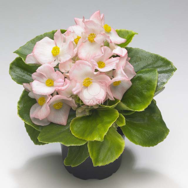 Begonia Monza Appleblossom
