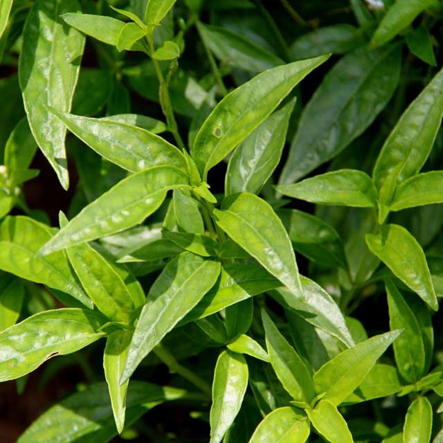 Andrographis paniculata