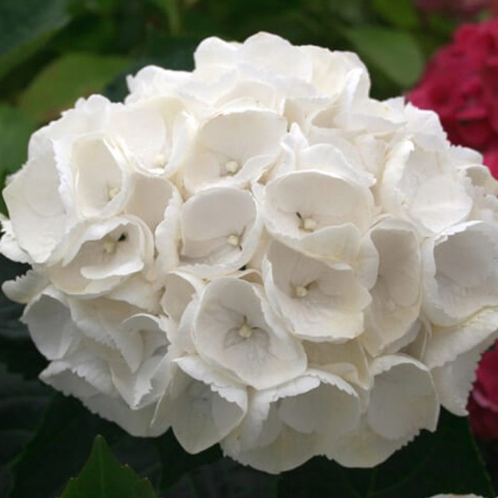 Hydrangea macrophylla Magical Bride White Powder