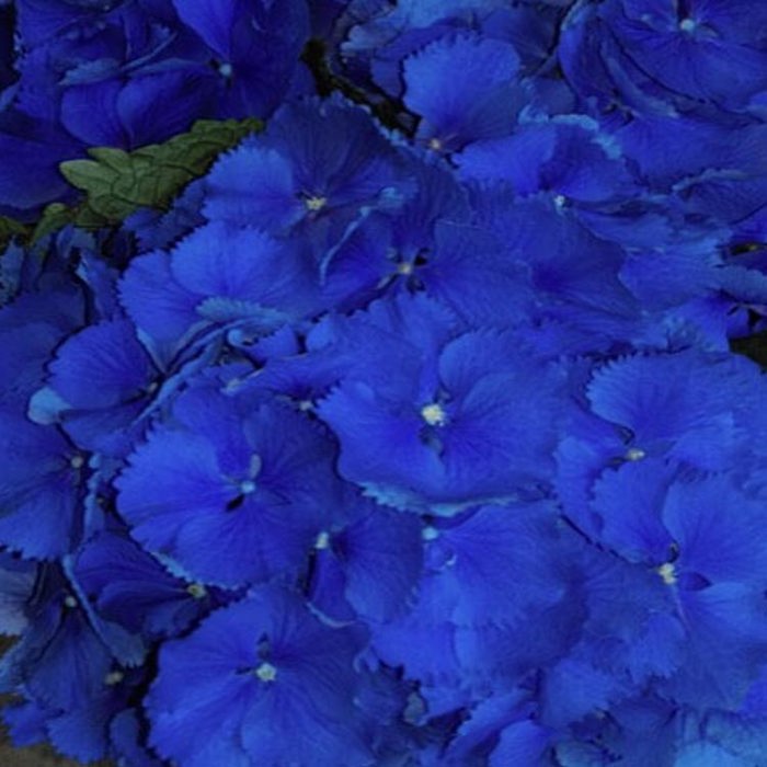 Hydrangea macrophylla Magical Bluebells Brown Leaf Tips