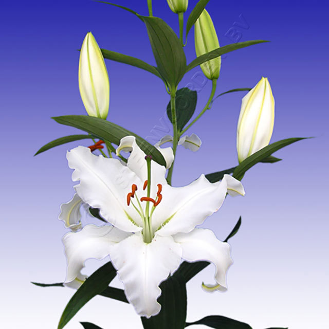 Lilium Oriental Robin Van Gaalen Fine Webbing