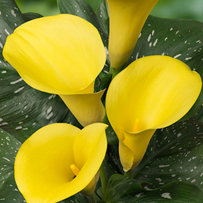 Zantedeschia Captain Memphis