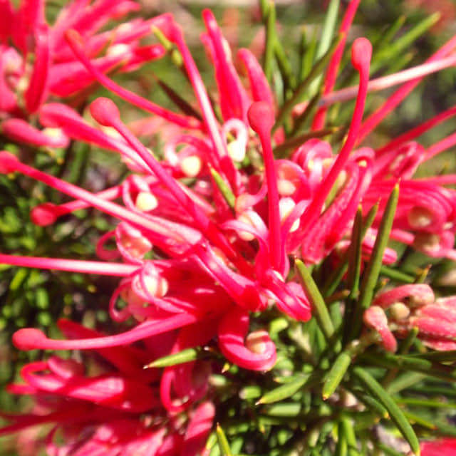 Grevillea juniperina