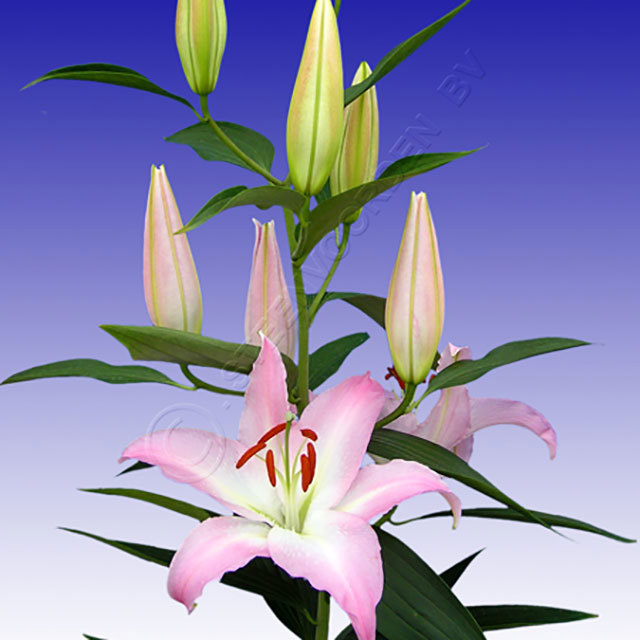 Lilium oriental Willeke Alberti Ragnatele sottili