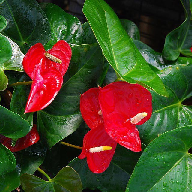 Anthurium andraeanum