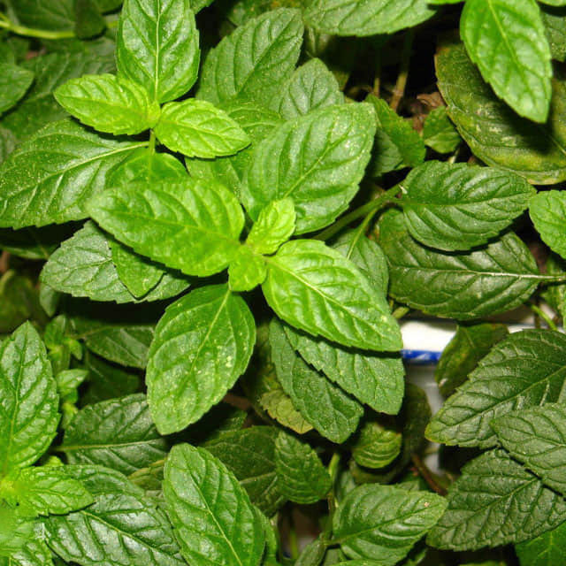 Mentha × piperita Tiny Black Flies