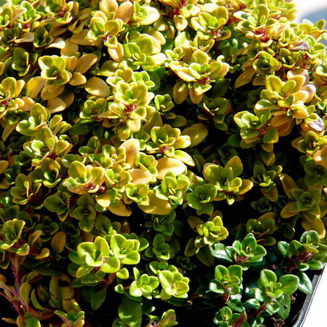 Thymus x citriodorus Fine Webbing