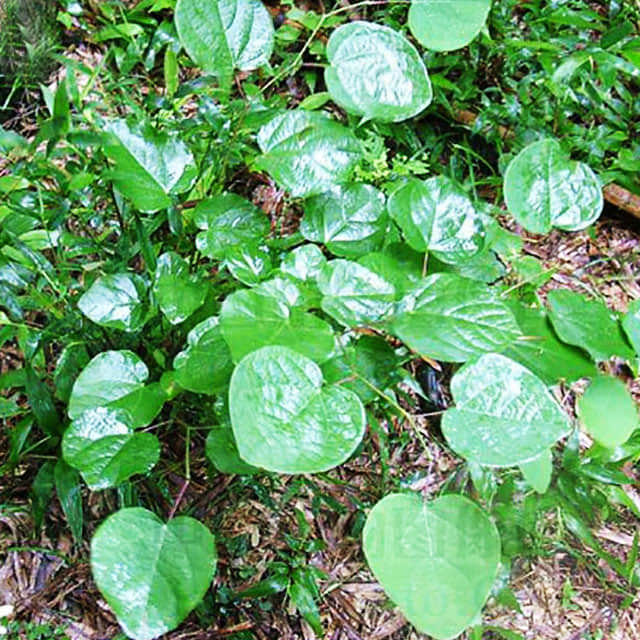 Disanthus cercidifolius