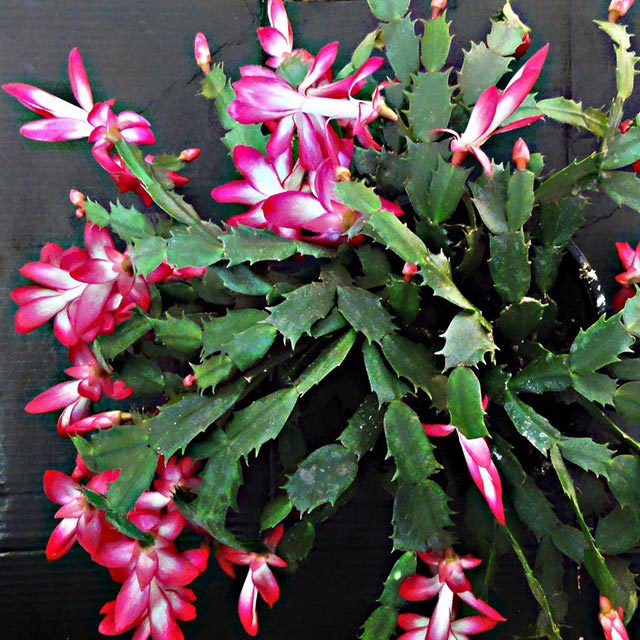 Hatiora gaertneri Drooping Leaves