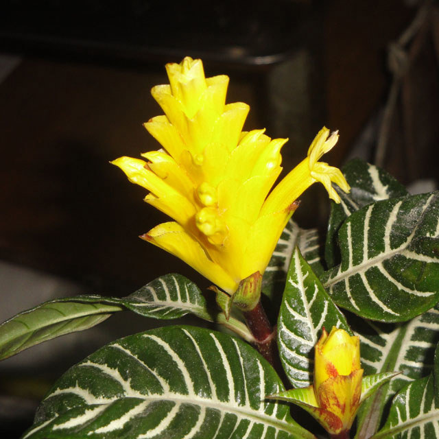 Kudoacanthus albonervosa