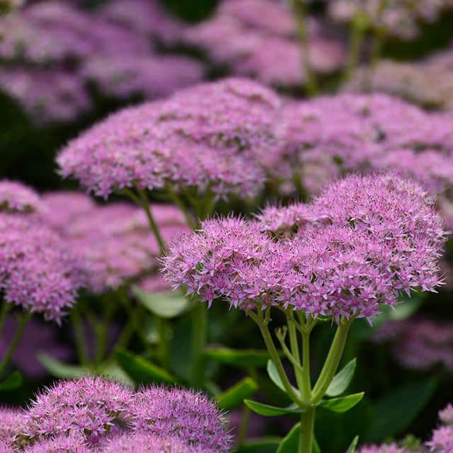 Sedum spectabile