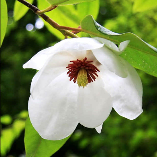 Magnolia wilsonii