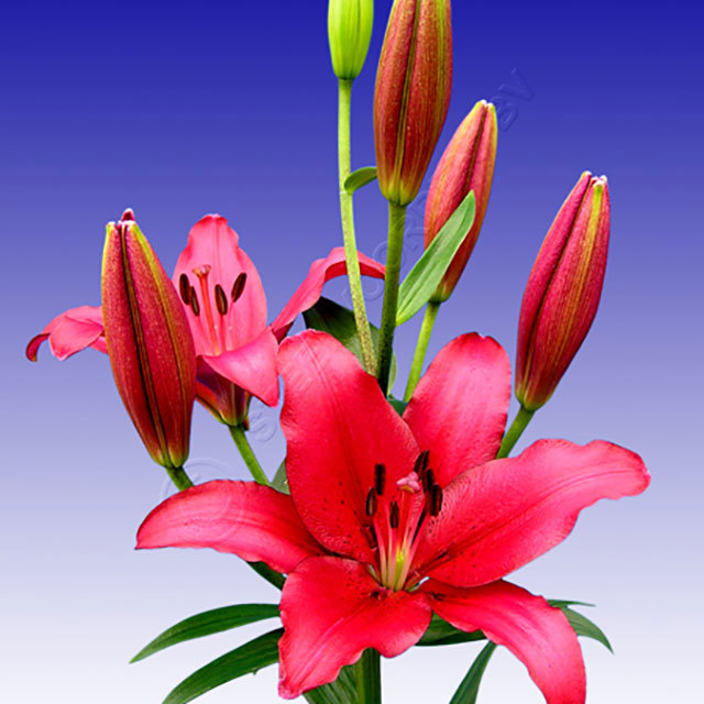 Lilium Fangio