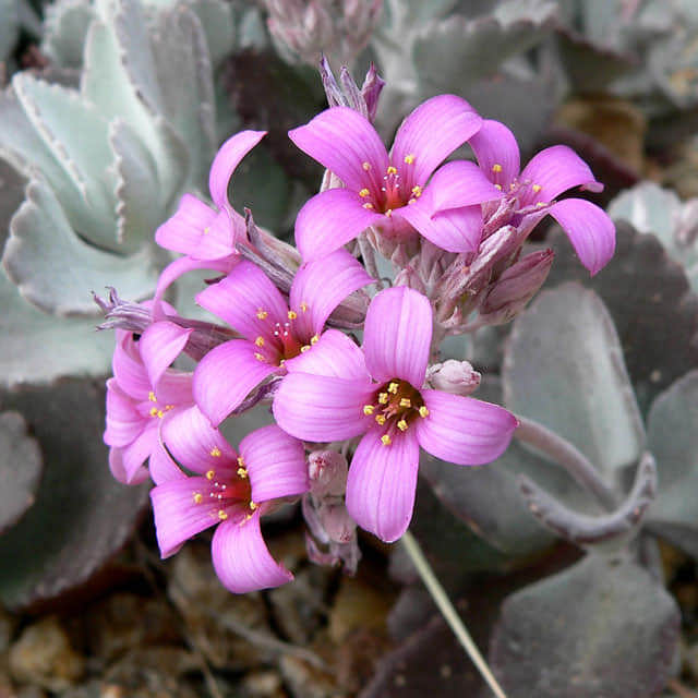 Kalanchoe pumila Tiny Black Flies