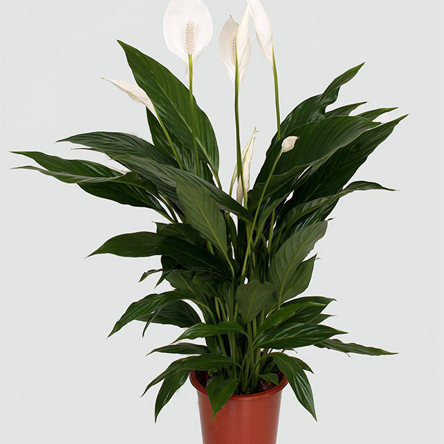 Spathiphyllum Compacto Cupido