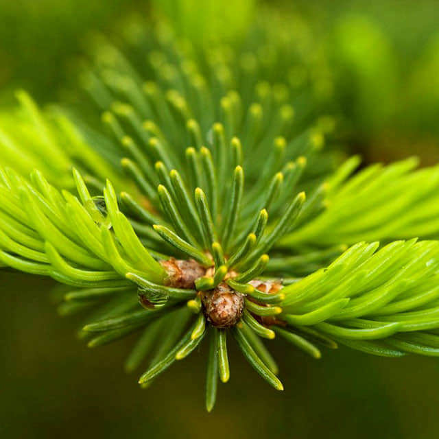 Picea glauca