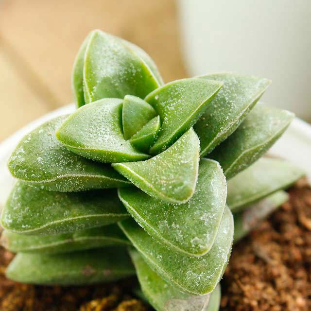 Crassula ovata Springtime
