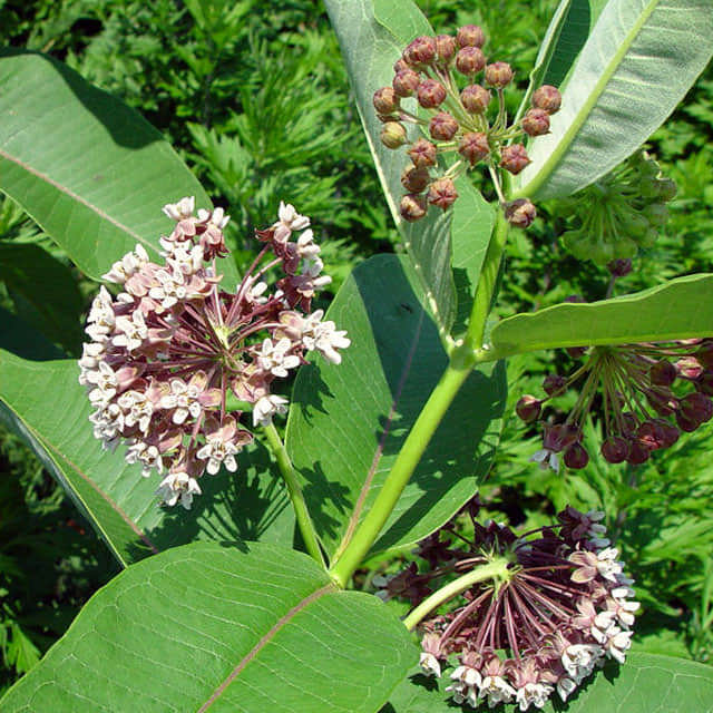 Asclepias syriaca