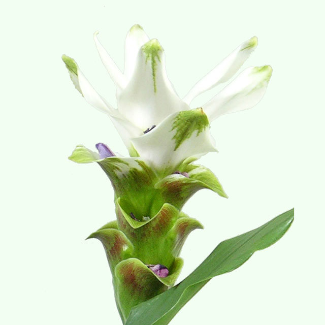 Curcuma Siam Stardust